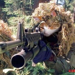 Cat Sniper